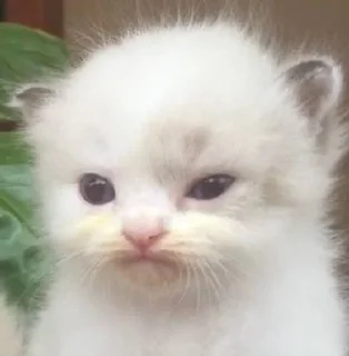 Video sticker 🌟 cursed kittens  @satori_666