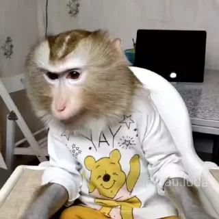 Video sticker 🍯 монкеsss 6y mортел