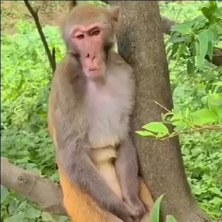 Video sticker 🌟 монкеsss 6y mортел