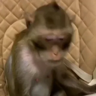 Video sticker 🌏 монкеsss 6y mортел