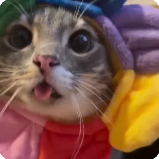 Video sticker 🏵️ Patrule Cat | @sutqi & @emojipipka