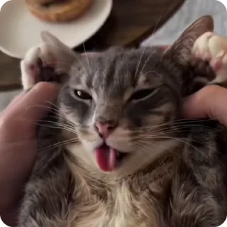 Video sticker 🌟 Patrule Cat | @sutqi & @emojipipka