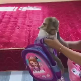 Video sticker 🌟 @Kxalil