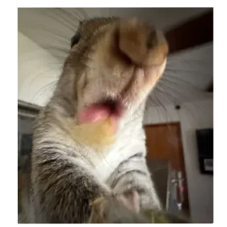 Video sticker 😫 votaka