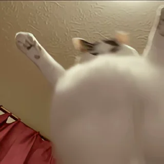 Video sticker 👻 고양이펀치 @DCConSticker