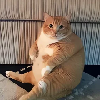 Video sticker 👻 고양이펀치 @DCConSticker