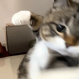 Video sticker 👻 고양이펀치 @DCConSticker