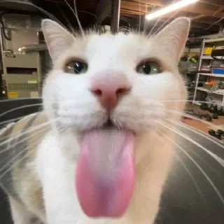 Telegram sticker 😜 Блехи