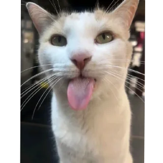 Sticker 🐱 Блехи