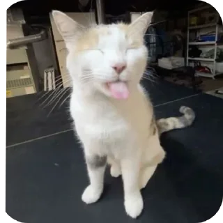 Video sticker 🐱 Блехи