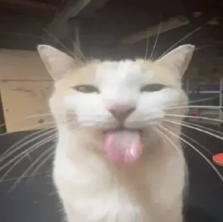 Telegram sticker 😛 Блехи