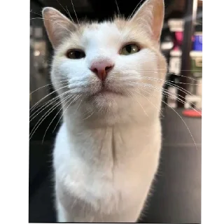 Video sticker 🐱 Блехи