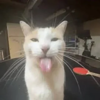 Telegram sticker 🐱 Блехи