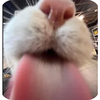 Telegram sticker 🐱 Блехи