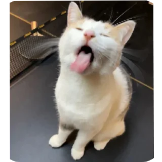 Video sticker 🐱 Блехи