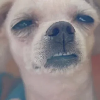 Telegram sticker 😢 차밍's