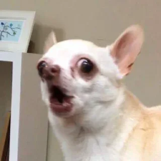 Video sticker 😱 차밍's