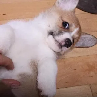 Telegram sticker 😏 차밍's