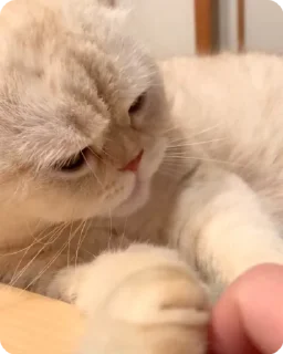 Video sticker 😘 😻 Cat Lover : @Dont_Dm :: @fStikBot