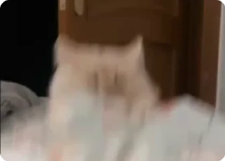 Video sticker 🥳 😻 Cat Lover : @Dont_Dm :: @fStikBot
