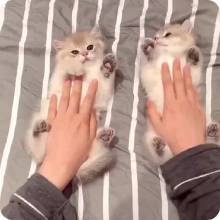 Video sticker 💖 😻 Cat Lover : @Dont_Dm :: @fStikBot