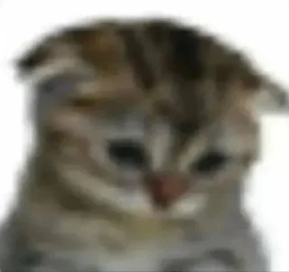 Video sticker 😢 Pepe Steal Pack