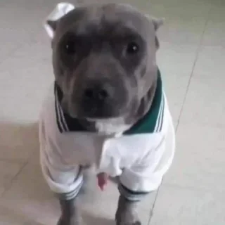 Video sticker 😳 Pepe Steal Pack