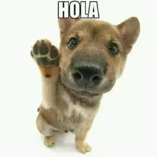 Sticker 👋 Pepe Steal Pack