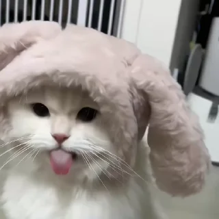 Video sticker 🐾 Cat : @Gifiho