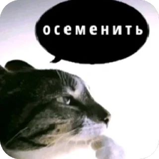 Video sticker 🫥 Больше стиков тут: @stikery4