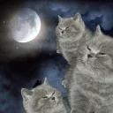 Video sticker 🌒 Мои стикеры — @stckrRobot