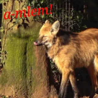 Video sticker 😋 Lobo-guará Mundo