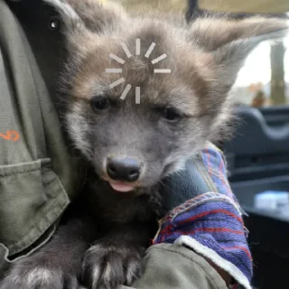 Telegram sticker ⏳ Lobo-guará Mundo
