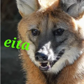 Telegram sticker 🙂 Lobo-guará Mundo