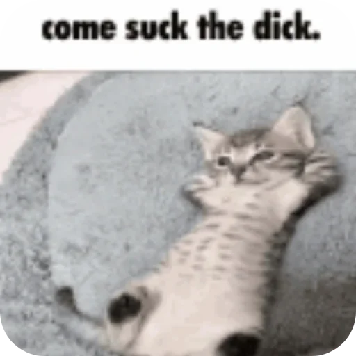 Telegram sticker 🐱 @LuxFOA | @LuxsHQ :: @fStikBot