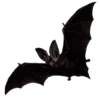 Sticker 🦇 @qbuton ❦ 𝜈𝛼𝑚𝜌𝜄𝑟𝜀 𝑙𝜄𝜏𝜏𝜀́𝑟𝛼𝜄𝑟𝜀