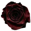 Video sticker 🥀 @qbuton ❦ 𝜈�...