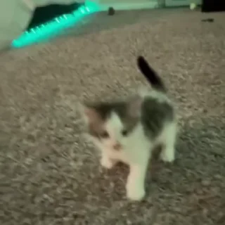 Video sticker 🥳 Больше стикеров тут: @stikery_emodzi_memy