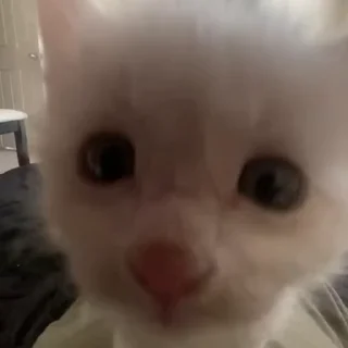 Video sticker 🐽 Больше стикеров тут: @stikery_emodzi_memy