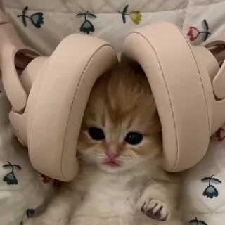 Video sticker 🎧 Больше стикеров тут: @stikery_emodzi_memy