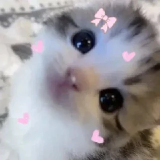 Video sticker 🌟 кисята пиписята 🎀 :: @fStikBot