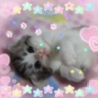 Video sticker 🌟 кисята пиписята 🎀 :: @fStikBot
