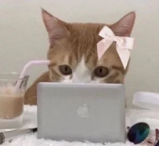Telegram stiker 🌟 кисята пиписята 🎀 :: @fStikBot