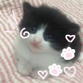 Telegram stiker 🌟 кисята пиписята 🎀 :: @fStikBot