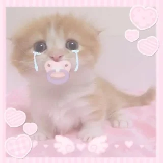 Telegram stiker 🌟 кисята пиписята 🎀 :: @fStikBot