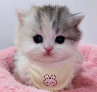 Telegram stiker 🌟 кисята пиписята 🎀 :: @fStikBot