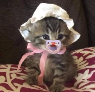 Telegram stiker 🌟 кисята пиписята 🎀 :: @fStikBot