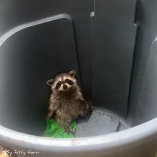 Video sticker 🗑️ Animals @By_kitty_foru