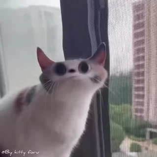 Video sticker 😹 Animals @By_kitty_foru