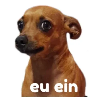 Video sticker 🐶 Sthecris :: @fStikBot